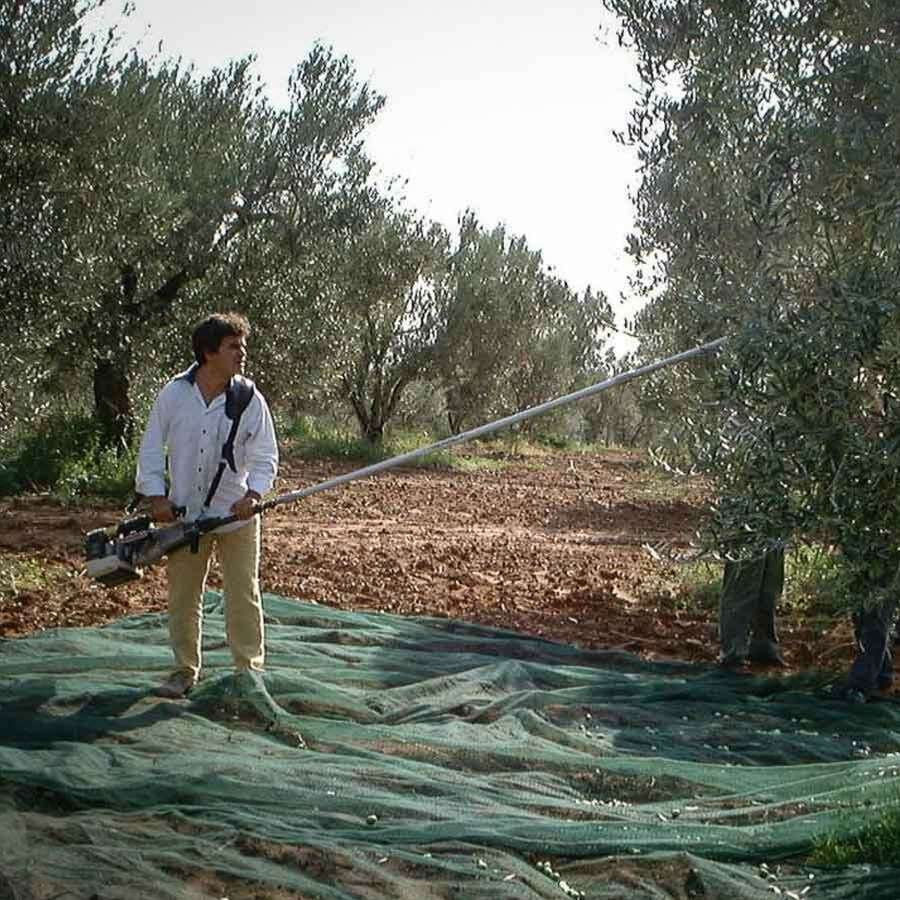 secoueur-à-olives-professionnel-sc800-cifarelli-matériel-jardin-forêt-cifarelli-pmdmat-35341452
