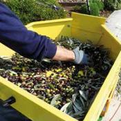 Effeuilleuse pour olives électrique D30 Zanon